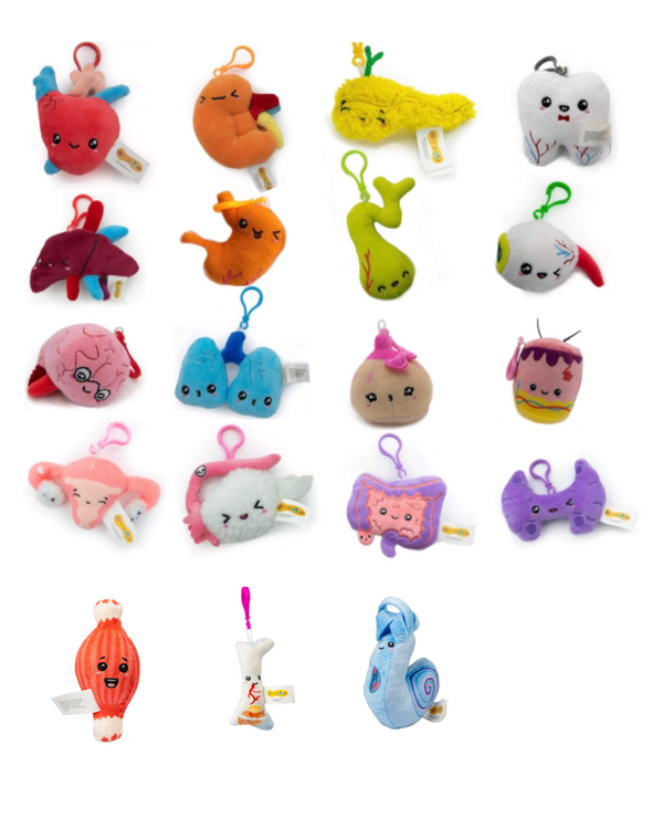 Organ Keychains